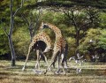 duel des girafes et des oiseaux